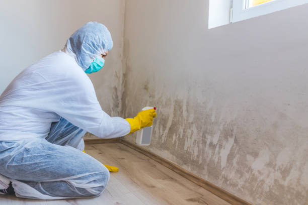 Licensed Basement Mold Remediation service in Lakewood, CO - WQB Mold Removal