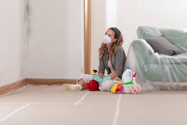 Reliable Basement Mold Remediation contractor in Lakewood, CO by WQB Mold Removal